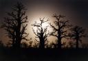 CoucherDeSoleilBaobab.jpg